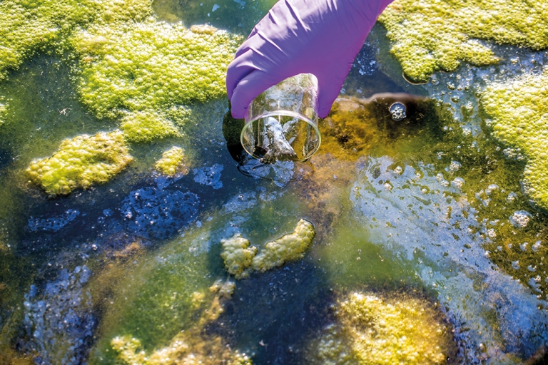 ‘Talking’ algae could provide new route to monitoring climate change