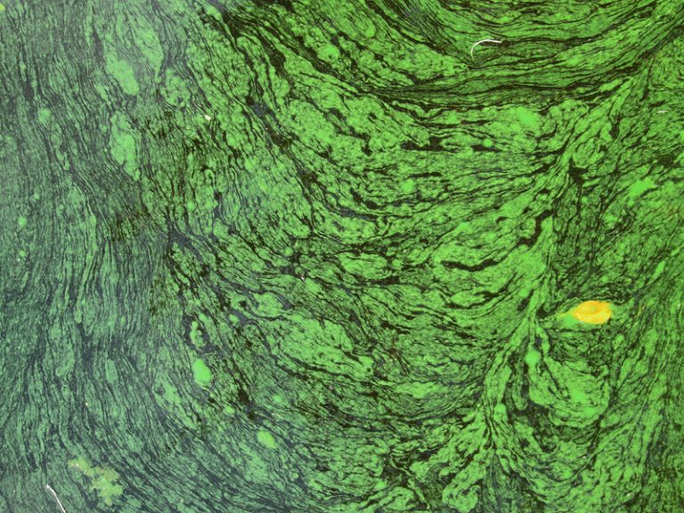 Monitoring for Taste & Odor Algae at Newport News Waterworks