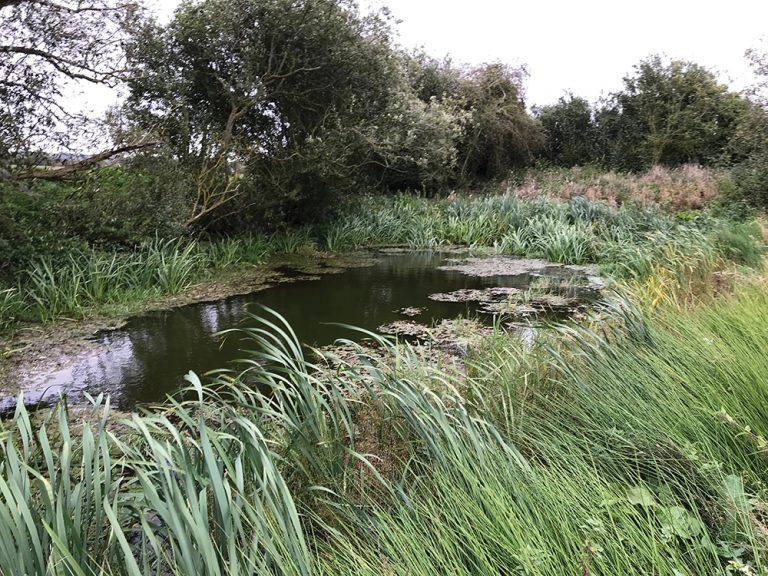 Water company restoring habitats across Essex