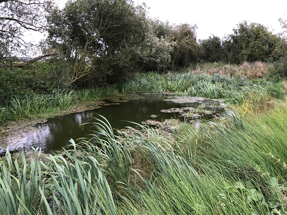 Water company restoring habitats across Essex - Water Industry Journal
