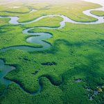 Gambia,Mangroves.,Aerial,View,Of,Mangrove,Forest,In,Gambia.,Photo