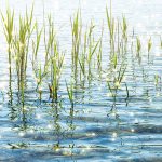 sunshine in the grass at the waterside panorama