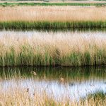 Lodmoore Country Park