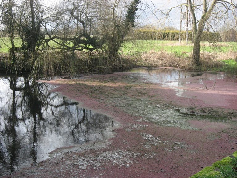 November conference on invasive water weed control