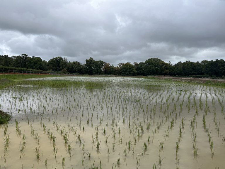 Over 80,000 plants bring natural water treatment system to life